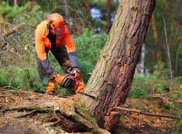 Reliable Peoria, IL  Tree Services Solutions